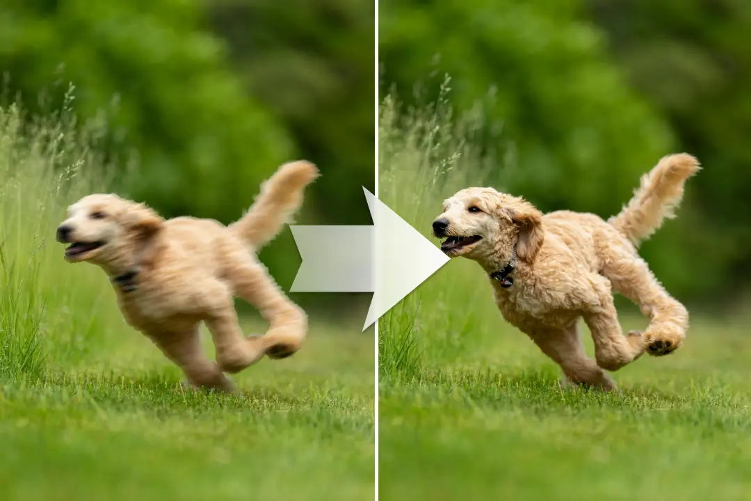 Moving dog image before and after visible detail refinement